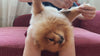 Fellkompass – Hund und Katze Fellpflege